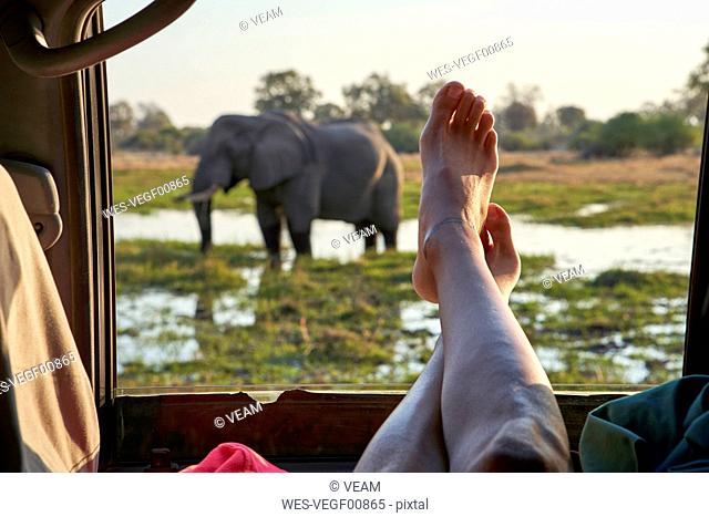 Woman with feet out of the car window watching an elephant standing in the water, Khwai, Botswana