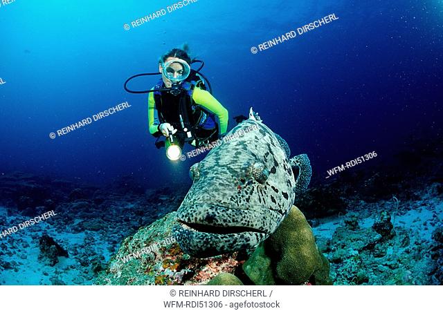 Potato grouper and scuba diver, Epinephelus tukula, Indian ocean Andaman sea, Burma Myanmar Birma