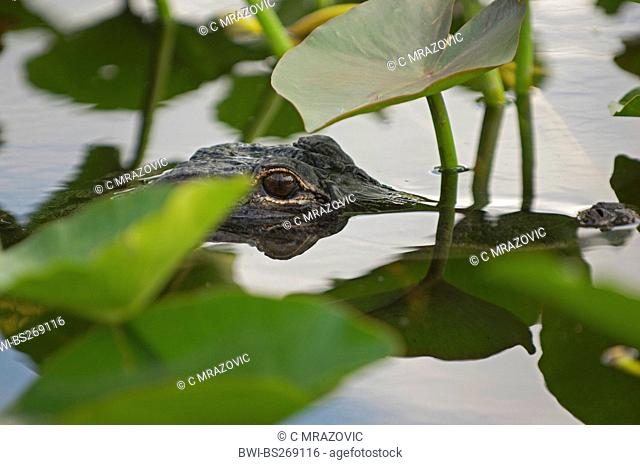 American alligator Alligator mississippiensis, eyes of an alligator , USA, Florida, Everglades National Park