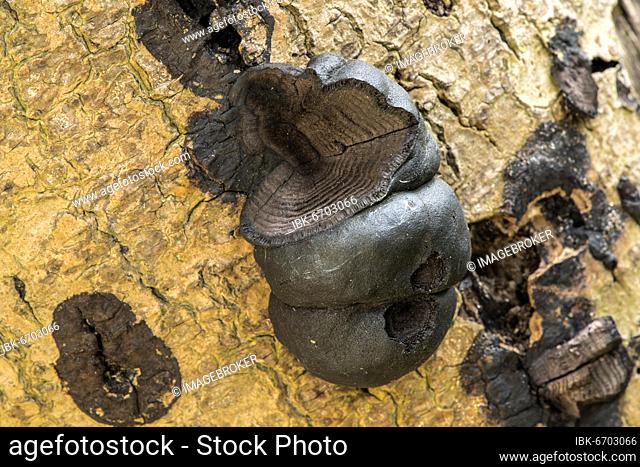Charcoal ball fungus (Daldinia concentrica), fungus, Mecklenburg-Western Pomerania, Germany, Europe