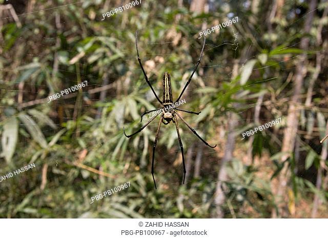 A spider on its web, in the Lawachara Rain Forest in Srimangal, Moulvibazar, Bangladesh March 2009