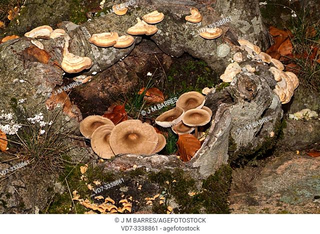 Inocybe asterospora is a poisonous fungus that grows in deciduous forests. This photo was taken in Montseny Biosphere Reserve, Barcelona province, Catalonia