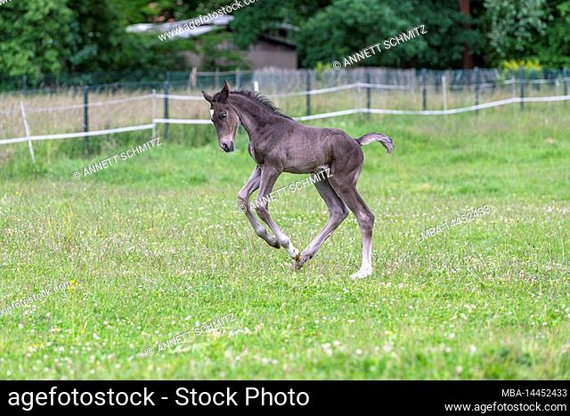 Foal going to pasture