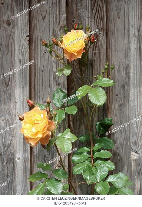 Climbing Rose (Rosa) on a wooden wall