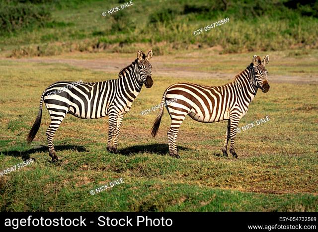 Two plains zebra stand mirroring each other