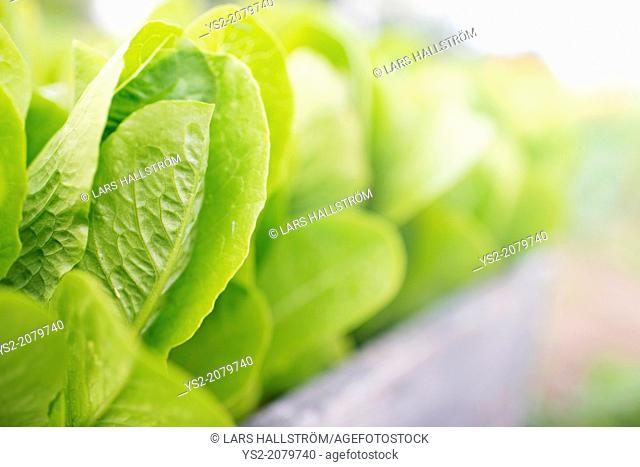 Romaine lettuce (Lactuca sativa var. longifolia) growing in garden