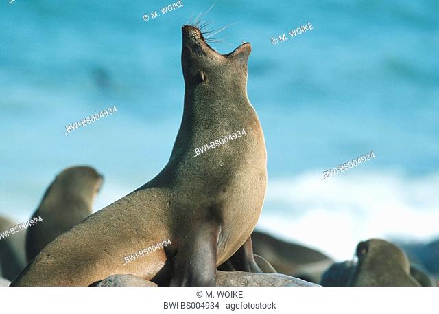 South African fur seal, Cape fur seal (Arctocephalus pusillus pusillus, Arctocephalus pusillus), crying, Namibia, Cap Cross