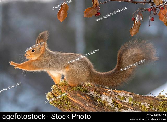 red squirrel with back light and reaching out