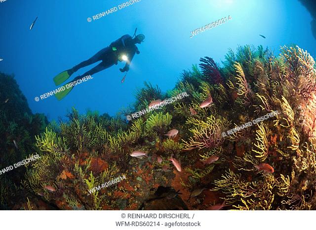 Diver over Reef with Anthias, Anthias anthias, Tamariu, Costa Brava, Mediterranean Sea, Spain