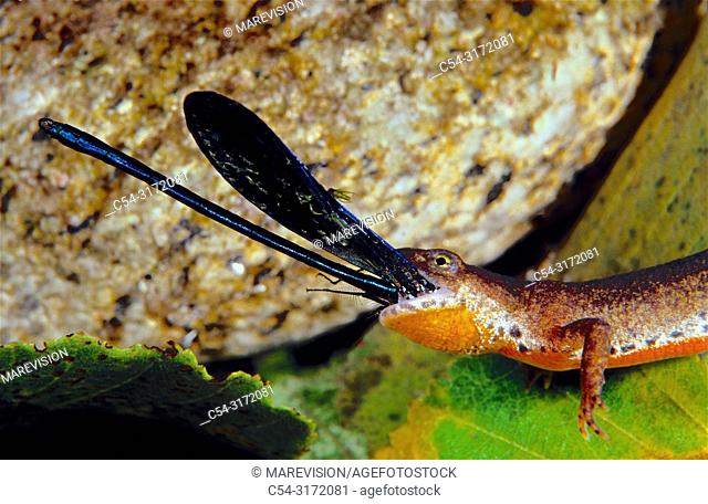Alpine newt (Triturus alpestris) devouring Damsefly nymph (Calopteryx virgo). Mountain range of Ancares. Lugo. Galicia. Spain. Europe
