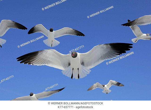 Laughing Gulls (Larus atricilla) in breeding plumage, flying. Florida, USA