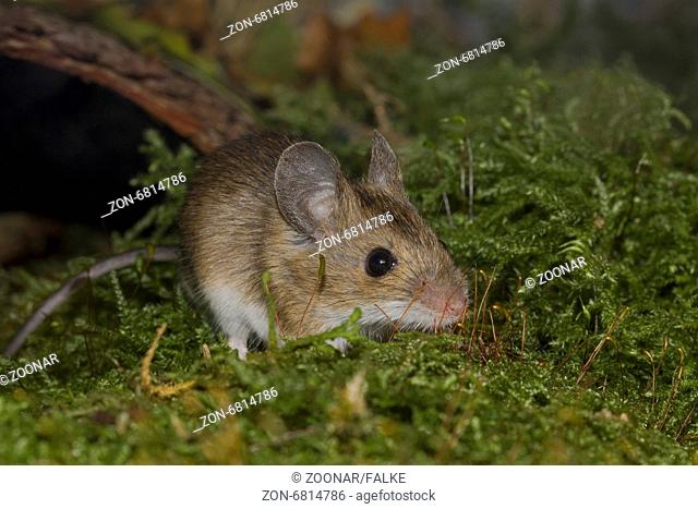 Yellow-necked mouse Apodemus flavicollis
