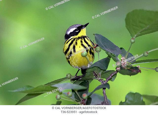 A Magnolia Warbler (Dendroica magnolia) perched in a tree in the north end of New York City's Central Park. USA