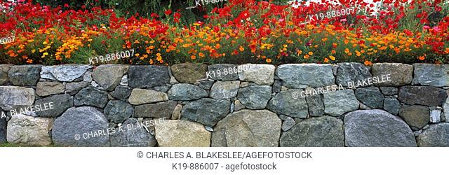 Poppies along Stone Wall: Var:- Flanders Field Poppy (Papaver Rhoeas) and California Poppy (Eschscholzia Californica):   Anacortes, Skagit County, Washington, U