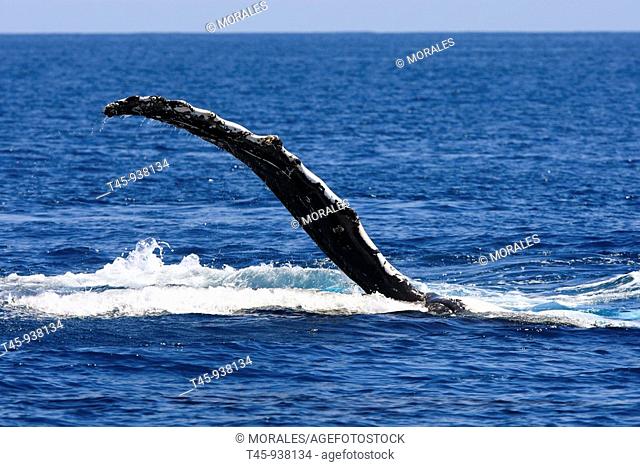 Humpback Whale (Megaptera novaeangliae) pectoral fin