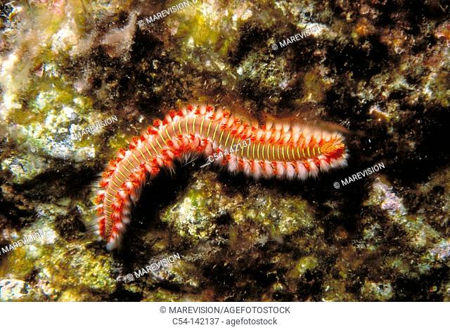 Bearded Fireworm (Hermodice carunculata). Canary Islands, Spain