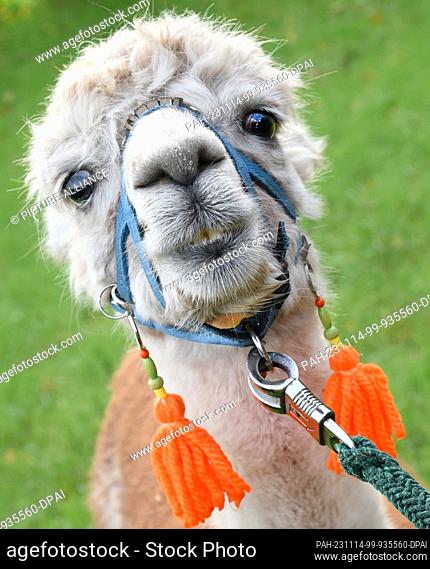 03 November 2023, Saxony, Delitzsch: Nelly the zoo alpaca goes for a walk in Delitzsch Park with 82-year-old Bernd Düsel and his wife Anita (76)