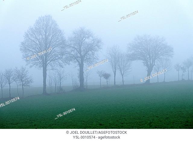 Countryside in the fog, Meadow with a hedge of trees (north Mayenne, Pays de la Loire, France)