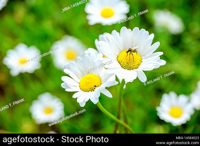 Meadow with daisies (Leucanthemum) daisy family (Asteraceae)
