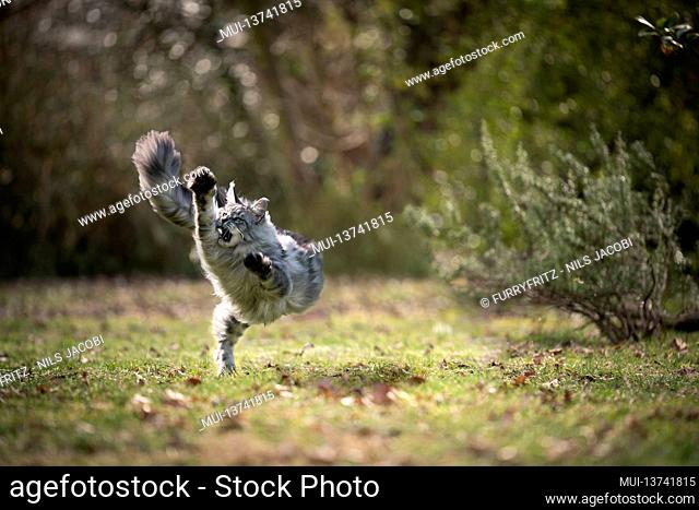 playful silver tabby maine coon cat running outdoors on grass with autumn leaves hunting