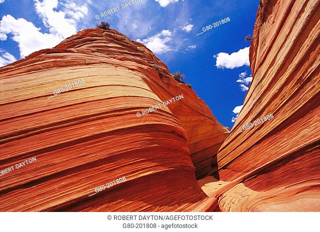 Petrified sand dunes. Paria Canyon-Vermilion Cliffs Wilderness. Arizona. USA