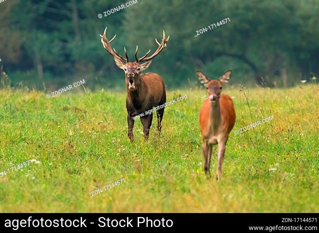 Couple red deer, cervus elaphus, running on meadow in rutting season. Wild stag following hind on grassland in autumn nature