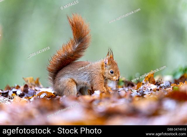 France, Pays de la Loire, Sarthe, Rouesse Vasse, grove, Red squirrel (Sciurus vulgaris)