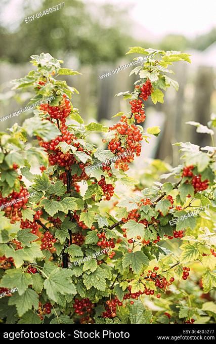 Organic Food. Bush Of Redcurrant Or Red Currant Ribes Rubrum Branch. Growing Organic Berries In Garden. Ripe Currant Berries In Fruit Garden At Summer Sunny Day