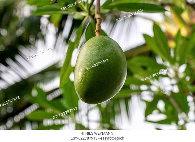 Frische grüne Mango an einem Baum als Detail