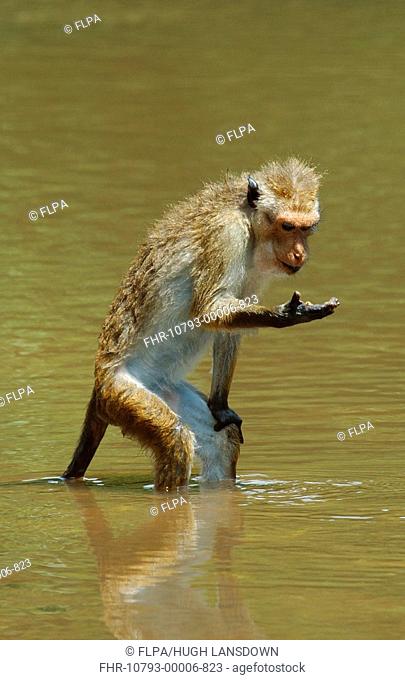 Toque Macaque Macaca sinica adult, picking food from water and storing in cheek pouches, Menik Ganga River, Yala West N P , Sri Lanka, october