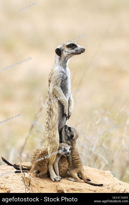 Suricate (Suricata suricatta). Also called Meerkat. Female with three young at their burrow. One young is suckling. On the lookout