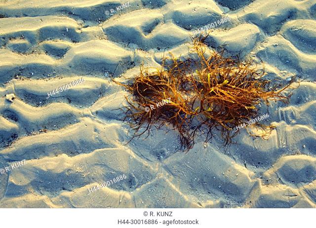 Beach, sandy beach, sand, seaweed, Fort Myers Beach, Florida, USA