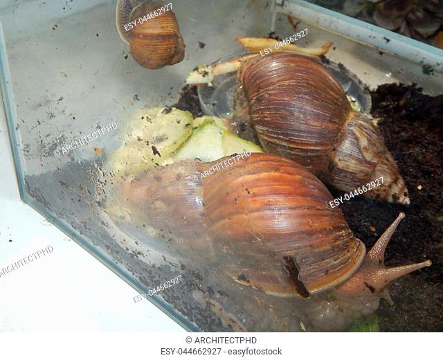 The breeding of large snails in the terrarium of the house
