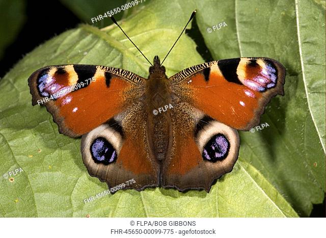 Peacock Butterfly Inachis io adult, sunning on leaf, England