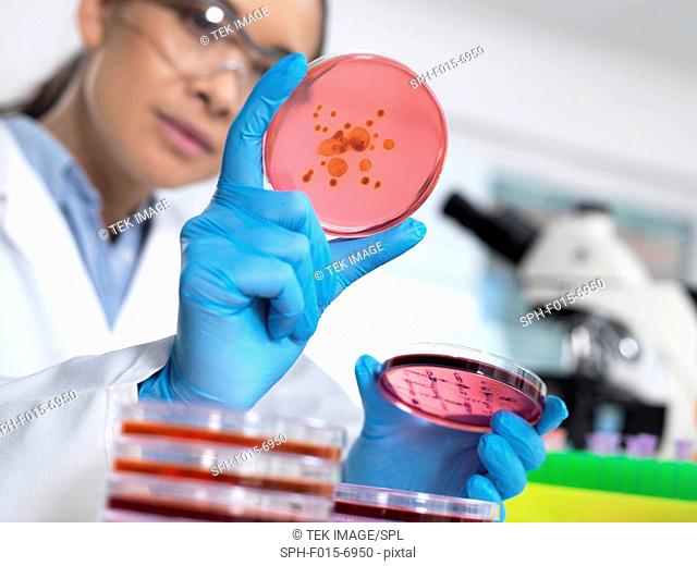 MODEL RELEASED. Scientist examining microbiological cultures in a petri dish
