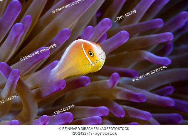 Pink anemonefish, Amphiprion perideraion, Great Barrier Reef, Australia