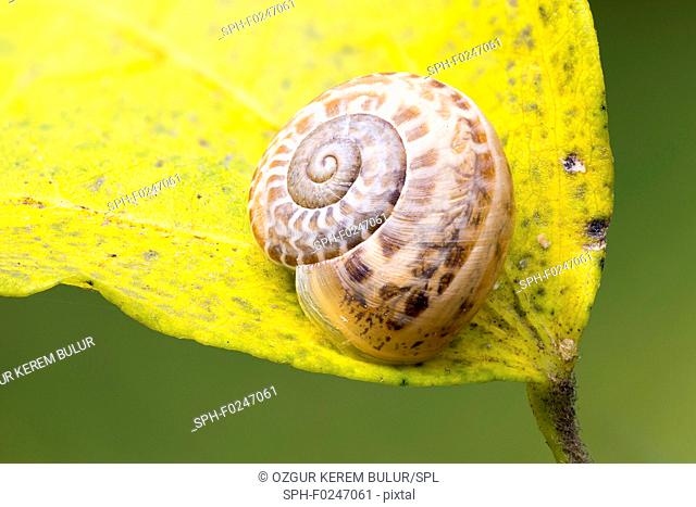 Garden snail (Cornu aspersum) in hibernation on a yellow leaf