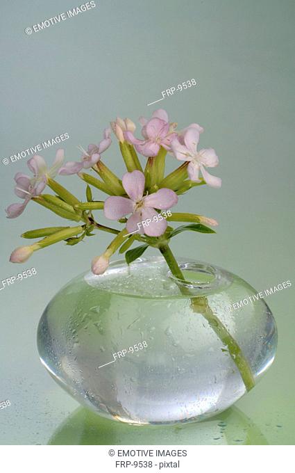 Bach flower Water Violet Hottonia palustris