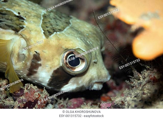 Tropical fishPorcupinefish