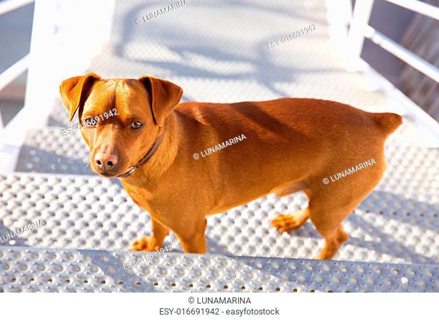 Brown dog climbing stais posing looking at camera mini Pinscher purebred