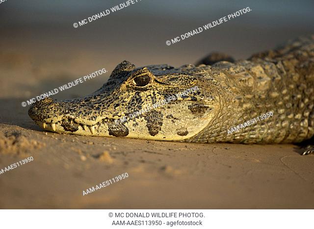 Spectacled Caimen, Caimen crocdilus, Pantanal, Brazil, South America