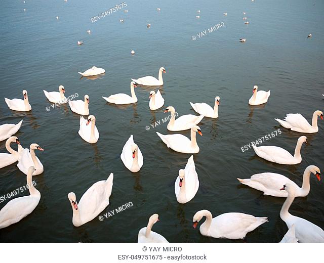group of white mute swans down below on water animal bird background; essex; england; uk