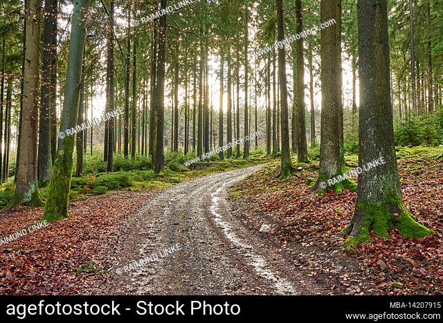 Forest path, coniferous forest, spruce, fir, moss, wet, Odenwald, Bavaria, Germany