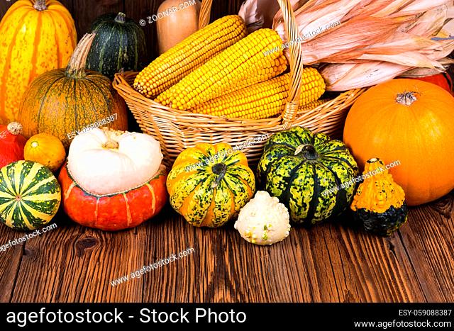 Autumn Thanksgiving motive with a basket full with corn cobs and different colorful pumpkins on an old rustic wooden background with copy space in the lower...