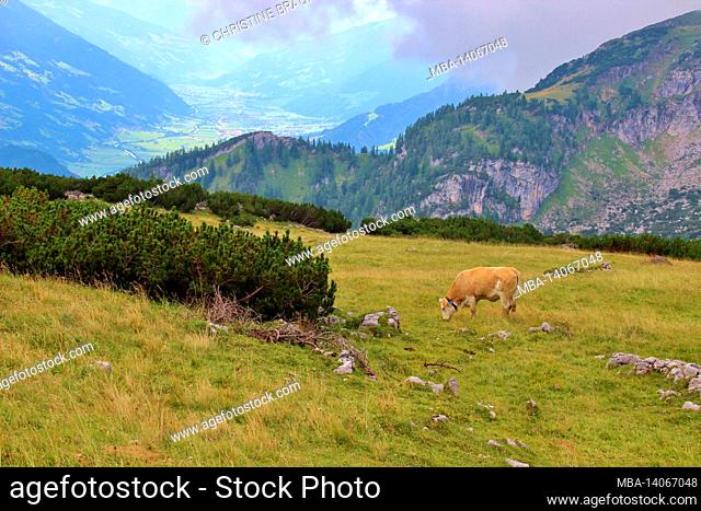 hike to latschberg (1949 m), simmental cattle, grazing, brandenberg alps, tyrol, in the background the zillertal, inntal