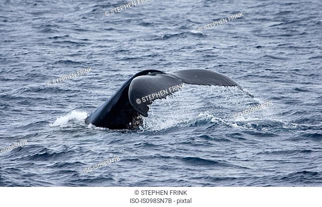 Behavior of Humpback whale