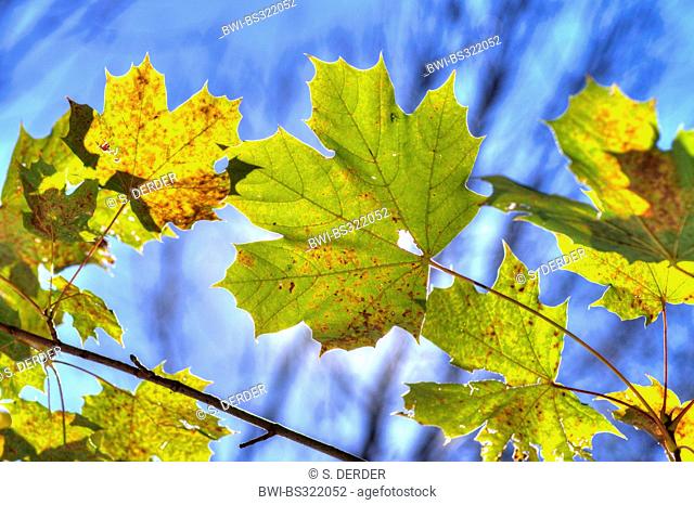 Norway maple (Acer platanoides), maple leaves in autumn, Germany, Bavaria, Oberbayern, Upper Bavaria