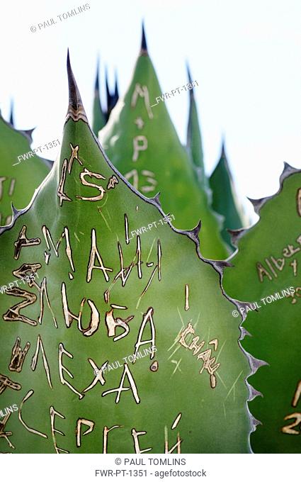 Agave, Giant agave, Agave salmiana, Close view of grafitti scratched into the fleshy leaf