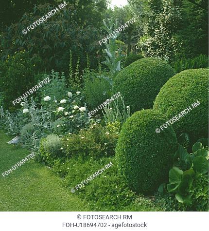 A pastel perennial border in white and mauve with structure provided by a trio of large close clipped mounds of box