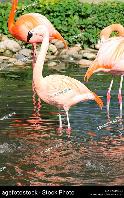 Flamingos in einem Zoo